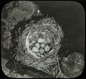 Image: Snow Bunting Nest with Six Eggs